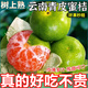 粵迎云南蜜桔酸甜口感特早熟桔子青皮蜜橘新鮮水果當(dāng)季整箱青皮柑子 5斤精選果【酸甜多汁】?jī)?.5斤