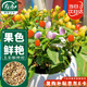 壽禾 五彩椒種子苗小辣椒秋季七彩觀(guān)賞盆栽 濰育壽彩五彩椒種子150粒