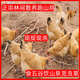 農(nóng)家散養(yǎng)土雞金鳳土雞正宗跑山雞走地雞月子雞母雞新鮮現(xiàn)殺整只裝 散養(yǎng)土母雞凈重3.57斤-3.85斤
