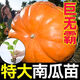 南瓜苗帶土幼苗壽光特大南瓜苗秧帶土球巨無(wú)霸觀(guān)賞食用南瓜種子籽 壽光基地直發(fā)巨無(wú)霸特大南瓜苗 #01#特大南瓜種子10粒+1包肥