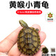 萌龜飼家 安徽皖南小青頭龜苗北種龜 小青苗 黃金龜 水龜寵物觀(guān)賞龜活體 4-5厘米發(fā)色中 1只公龜