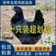 一斤重五黑雞活苗半大五黑一綠雞苗綠殼蛋雞苗散養(yǎng)土雞苗小雞活苗 4-5兩的五黑雞 10只【4公6母】