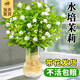 愛你一萬年茉莉花水培植物盆栽帶花苞辦公室內(nèi)面好養(yǎng)懶人鮮花綠植水養(yǎng)花卉 精品水培茉莉6年苗【3-5棵】+送營養(yǎng)液 與已有屬性重復(fù)