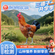 三德子好甄選少年雪山草雞 凈重2.4-3斤 山地散養(yǎng)走地雞生鮮雞肉