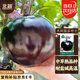 北蔬 圓茄子種子苗紫黑特大南北方種植四季蔬菜種籽 黑碩圓茄種子50粒