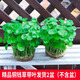 京云夢(mèng)銅錢(qián)草水培盆栽室外金錢(qián)草綠植吸綠植花草植物2盆原土源頭直發(fā)