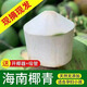 海南文昌去皮椰青9個(gè)裝超大果現(xiàn)摘新鮮椰子椰汁孕婦夏季水果特產(chǎn) 9個(gè) 900-1300g超大果【贈(zèng)送工具】