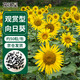 花沃里觀(guān)賞向日葵花種子50粒/包 花卉種子家庭盆栽土陽(yáng)臺辦公庭院種草籽