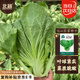 北蔬 芥菜種子種苗包心大葉大肉疙瘩大頭青菜種籽 包心芥菜種子2000粒