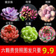 多肉組合盆栽陽(yáng)臺盆栽喜陽(yáng)植物新手福利按圖發(fā)貨品種花卉好養 珠+吹+蛋+寶+玉露+娃+送6個(gè)盆土