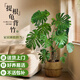 雅致龜背竹老樁大型客廳綠植室內(nèi)大盆栽辦公室花卉 1.2米草編源頭直發(fā)