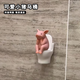 接運貓馬桶擺件仿真動(dòng)物豬豬模型上衛生間拉屎搭子裝飾擺件圖片價(jià)格 小豬上廁所