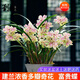 劉閣蘭花蘭花苗世界上超香四季蘭帝王妃 金邊矮種夏帶濃香花苞花卉盆栽 富貴蝶3苗連體帶花苞，配盆土肥