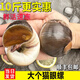 亞又婧貓眼螺鮮活超大沙螺香螺冷凍田玉螺海螺野生花螺貝類海鮮水產(chǎn)順豐 貓眼螺（10個左右/斤) 3kg