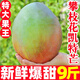 四川攀枝花凱特芒果9斤新鮮應(yīng)季水果芒果整箱包郵特大青忙果當(dāng)季 9斤 【特大果】單果600g+丨不甜包賠