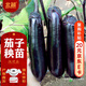 北蔬 茄子苗帶土秧苗烤食酥松軟糯蔬菜苗 燒烤茄苗6棵源頭直發(fā)包郵