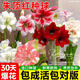 京厽朱頂紅重瓣種球阿弗雷特大球花卉植物帶花苞盆栽四季開(kāi)花好養綠植 朱頂紅大種球阿弗雷買(mǎi)二送一 14-16CM