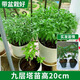 臨雅九層塔盆栽可食用羅勒苗薄荷驅蚊植物室內庭院金不換迷迭香料綠植 【帶盆20cm*1棵】九層塔苗-帶盆栽好