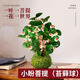 臨雅菩提樹盆栽小盼菩提盆景帶果中式禪意桌面擺件室內(nèi)創(chuàng)意好養(yǎng)綠植物 小盼菩提【苔蘚球】