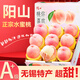 京地達陽山水蜜桃無錫水蜜桃特產(chǎn)8枚單果250g+新鮮桃子水果禮盒源頭直發(fā)