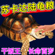 蘇卡達龜糧陸地龜專(zhuān)用食物高鈣營(yíng)養吃菜幼成年赫曼龜顆粒寵物飼料 250g【半斤試吃嘗鮮裝】
