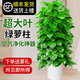 花財主大型植物 辮子發(fā)財樹綠蘿綠植 各種大盆栽吸甲醛盆栽開業(yè)喬遷慶典 大葉綠蘿1.2-1.4米 含盆