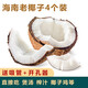 兮柔海南老椰子 毛椰子椰皇 4個(gè)裝 椰肉厚煲雞湯榨汁孕婦椰子生鮮水果