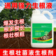 骉祥快速生根劑植物通用生根粉扦插用移栽壯苗速效強力生根液發(fā)根水e 1瓶生根液（500g）