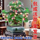 河馬藍天小盼菩提樹種好發(fā)貨室內(nèi)綠植客廳擺放花陽臺桌面綠植辦公室盆栽 山水盆【帶20-30果發(fā)貨】 特級-小盼菩提【送底座+苔蘚】