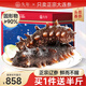 久年 7星級大連即食海參 固形物超90%冷凍遼參開袋即食 海鮮水產(chǎn)禮盒 1500g 18-27頭 禮盒