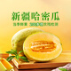 東方甄選新疆哈密瓜甜瓜脆甜多汁新鮮應(yīng)季生鮮水果農(nóng)產(chǎn)品壞果包賠 8-9斤/箱（到手2-3個(gè)）