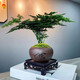 貴秘書【精品】文竹盆栽植物室內(nèi)凈化空氣辦公室綠植花卉盆栽盆景小盆栽 老樁翠綠文竹+紫沙舍得盆+青苔+方底座