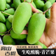 青惠悠云南生吃酸芒果蘸醬腌制脆綠青象牙芒果無核孕婦酸野水果整箱 酸芒果-2斤裝精選