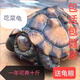 陸地大型草龜吃菜龜活物特大烏龜便宜幼小烏龜寵物龜苗大型罕見(jiàn)龜 11-13厘米（非常好養） 情侶一對（一公一母）