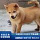 土狗活物田園犬黃狗幼犬小土狗活體看家護院忠誠 田園級 黃狗 公
