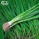 壽禾 小蔥種子苗香蔥易種陽(yáng)臺盆栽蔬菜種籽 濰常小香蔥種子約1000粒