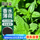 花沃里香水薄荷種子約1000粒盆栽種籽花卉種子四季花種家庭盆栽陽臺庭院