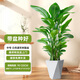 植男植女發(fā)財樹招錢樹天堂鳥金錢樹幸福樹白掌大綠植室內(nèi)辦公室客廳綠植 【天堂鳥】1-1.2M菱形盆-基地沖量款 白色圓柱形雙層樹脂盆