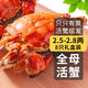 【活蟹】乾澄大閘蟹現(xiàn)貨 全母蟹2.5-2.8兩 8只 鮮活六月黃螃蟹生鮮海鮮禮盒裝源頭直發(fā)