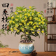 臨雅四季桂花盆栽樹(shù)苗新中式盆景矮樁辦公室桌面綠植物流油盆源頭直發(fā)