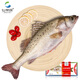 仙泉湖三去大白蕉海鱸魚2斤/條凈膛冷凍刺少肉厚海鮮水產(chǎn)食材