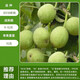 嫁接核桃樹(shù)苗果樹(shù)苗南北方種植山核桃苗8518地栽薄殼紙皮當年結果 8518核桃[5年苗]當年結果