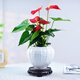 自然空間鴻運當頭植物盆景室內觀(guān)賞 簡(jiǎn)約圓肚白閣盆紅掌+130座 源頭直發(fā)
