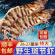 野生竹節蝦特大新鮮斑節蝦超大號九節蝦黑虎蝦海鮮批發(fā)新鮮海捕 1斤2頭【26-27CM】一盒