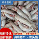 魚(yú)麥郎舟山新鮮豆腐魚(yú)九肚魚(yú)龍頭魚(yú)海捕鮮活冷凍東海水潺海鮮包郵水產(chǎn) 3斤