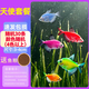 天使魚(yú)大號觀(guān)賞魚(yú)熱帶魚(yú)群游七彩紅天使紫天使檸檬黃淡水好養耐活 3-4cm隨機30條【4色以上】