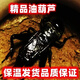 油葫蘆活體蟋蟀活體黑蟲(chóng)活體新蛻鳴蟲(chóng)包風(fēng)險叫蟲(chóng)包風(fēng)險送保溫 油葫蘆2只裝