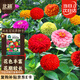 北蔬 百日草花種子苗百日菊混色重瓣四季花籽 混色百日草種子約1000粒