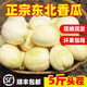 東北香瓜京蜜甜瓜鮮摘現(xiàn)發(fā)水果脆甜多汁冰激凌當(dāng)季水果順豐包郵 1斤
