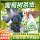 諾優(yōu)寵滅葡萄藤蟲(chóng)害生蟲(chóng)長(cháng)蟲(chóng)去蟲(chóng)子葉除樹(shù)殺蟲(chóng)劑蟲(chóng)藥有藥果樹(shù)專(zhuān)用介殼苗 【1瓶裝】植物殺蟲(chóng)劑1瓶